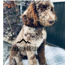 Load image into Gallery viewer, Saint Berdoodle Payment