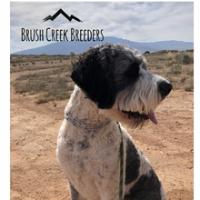 Load image into Gallery viewer, Saint Berdoodle Payment
